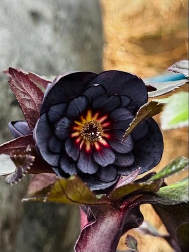 クリスマスローズ ブラック」の人気商品一覧 | 安い商品を通販サイト